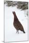 Adult Male Red Grouse (Lagopus Lagopus Scoticus) in Snow, Cairngorms Np, Scotland, UK, February-Mark Hamblin-Mounted Premium Photographic Print