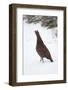Adult Male Red Grouse (Lagopus Lagopus Scoticus) in Snow, Cairngorms Np, Scotland, UK, February-Mark Hamblin-Framed Photographic Print