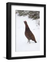 Adult Male Red Grouse (Lagopus Lagopus Scoticus) in Snow, Cairngorms Np, Scotland, UK, February-Mark Hamblin-Framed Photographic Print