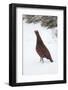 Adult Male Red Grouse (Lagopus Lagopus Scoticus) in Snow, Cairngorms Np, Scotland, UK, February-Mark Hamblin-Framed Photographic Print