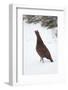 Adult Male Red Grouse (Lagopus Lagopus Scoticus) in Snow, Cairngorms Np, Scotland, UK, February-Mark Hamblin-Framed Photographic Print