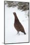 Adult Male Red Grouse (Lagopus Lagopus Scoticus) in Snow, Cairngorms Np, Scotland, UK, February-Mark Hamblin-Mounted Photographic Print