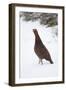 Adult Male Red Grouse (Lagopus Lagopus Scoticus) in Snow, Cairngorms Np, Scotland, UK, February-Mark Hamblin-Framed Photographic Print