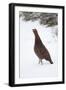 Adult Male Red Grouse (Lagopus Lagopus Scoticus) in Snow, Cairngorms Np, Scotland, UK, February-Mark Hamblin-Framed Photographic Print