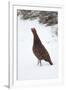 Adult Male Red Grouse (Lagopus Lagopus Scoticus) in Snow, Cairngorms Np, Scotland, UK, February-Mark Hamblin-Framed Photographic Print