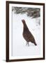 Adult Male Red Grouse (Lagopus Lagopus Scoticus) in Snow, Cairngorms Np, Scotland, UK, February-Mark Hamblin-Framed Photographic Print