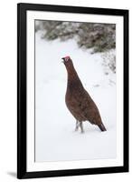 Adult Male Red Grouse (Lagopus Lagopus Scoticus) in Snow, Cairngorms Np, Scotland, UK, February-Mark Hamblin-Framed Photographic Print