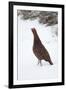 Adult Male Red Grouse (Lagopus Lagopus Scoticus) in Snow, Cairngorms Np, Scotland, UK, February-Mark Hamblin-Framed Photographic Print