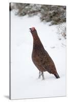 Adult Male Red Grouse (Lagopus Lagopus Scoticus) in Snow, Cairngorms Np, Scotland, UK, February-Mark Hamblin-Stretched Canvas