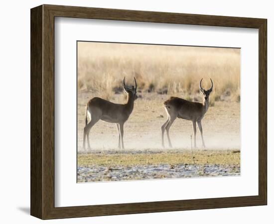 Adult male red lechwe (Kobus leche), in the dry season in the Okavango Delta, Botswana-Michael Nolan-Framed Photographic Print