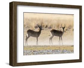 Adult male red lechwe (Kobus leche), in the dry season in the Okavango Delta, Botswana-Michael Nolan-Framed Photographic Print