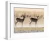 Adult male red lechwe (Kobus leche), in the dry season in the Okavango Delta, Botswana-Michael Nolan-Framed Photographic Print