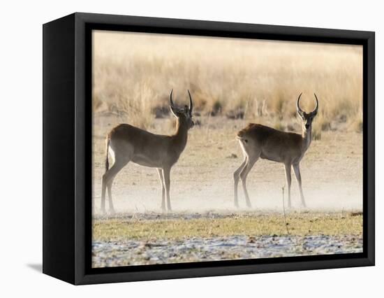 Adult male red lechwe (Kobus leche), in the dry season in the Okavango Delta, Botswana-Michael Nolan-Framed Stretched Canvas