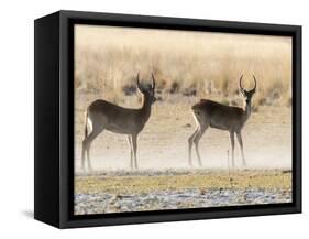 Adult male red lechwe (Kobus leche), in the dry season in the Okavango Delta, Botswana-Michael Nolan-Framed Stretched Canvas