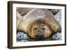 Adult male southern elephant seals (Mirounga leonina), hauled out on the beach at Robert Island-Michael Nolan-Framed Photographic Print