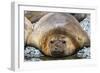 Adult male southern elephant seals (Mirounga leonina), hauled out on the beach at Robert Island-Michael Nolan-Framed Photographic Print