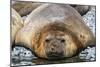 Adult male southern elephant seals (Mirounga leonina), hauled out on the beach at Robert Island-Michael Nolan-Mounted Photographic Print