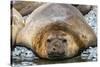 Adult male southern elephant seals (Mirounga leonina), hauled out on the beach at Robert Island-Michael Nolan-Stretched Canvas