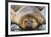 Adult male southern elephant seals (Mirounga leonina), hauled out on the beach at Robert Island-Michael Nolan-Framed Photographic Print