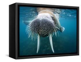 Adult Male Walrus, Lagoya, Svalbard, Norway-Paul Souders-Framed Stretched Canvas