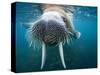 Adult Male Walrus, Lagoya, Svalbard, Norway-Paul Souders-Stretched Canvas