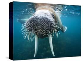 Adult Male Walrus, Lagoya, Svalbard, Norway-Paul Souders-Stretched Canvas