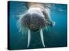 Adult Male Walrus, Lagoya, Svalbard, Norway-Paul Souders-Stretched Canvas