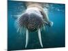 Adult Male Walrus, Lagoya, Svalbard, Norway-Paul Souders-Mounted Photographic Print