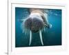 Adult Male Walrus, Lagoya, Svalbard, Norway-Paul Souders-Framed Photographic Print