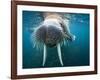 Adult Male Walrus, Lagoya, Svalbard, Norway-Paul Souders-Framed Photographic Print