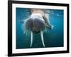 Adult Male Walrus, Lagoya, Svalbard, Norway-Paul Souders-Framed Photographic Print