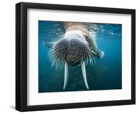 Adult Male Walrus, Lagoya, Svalbard, Norway-Paul Souders-Framed Photographic Print