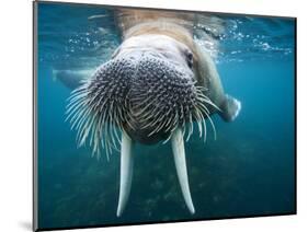 Adult Male Walrus, Lagoya, Svalbard, Norway-Paul Souders-Mounted Photographic Print