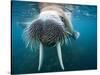 Adult Male Walrus, Lagoya, Svalbard, Norway-Paul Souders-Stretched Canvas