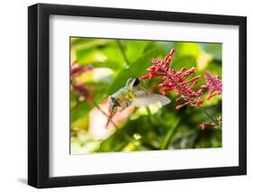 Adult Male Xantus's Hummingbird (Hylocharis Xantusii), Todos Santos, Baja California Sur-Michael Nolan-Framed Photographic Print