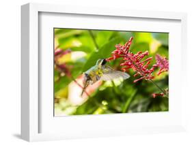 Adult Male Xantus's Hummingbird (Hylocharis Xantusii), Todos Santos, Baja California Sur-Michael Nolan-Framed Photographic Print