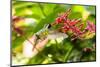 Adult Male Xantus's Hummingbird (Hylocharis Xantusii), Todos Santos, Baja California Sur-Michael Nolan-Mounted Photographic Print