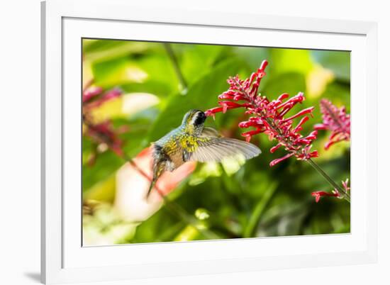 Adult Male Xantus's Hummingbird (Hylocharis Xantusii), Todos Santos, Baja California Sur-Michael Nolan-Framed Photographic Print