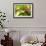 Adult Male Xantus's Hummingbird (Hylocharis Xantusii), Todos Santos, Baja California Sur-Michael Nolan-Framed Photographic Print displayed on a wall