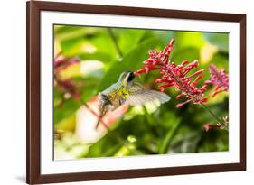 Adult Male Xantus's Hummingbird (Hylocharis Xantusii), Todos Santos, Baja California Sur-Michael Nolan-Framed Photographic Print