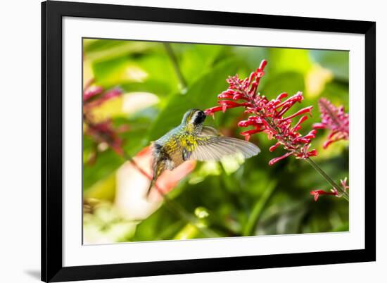 Adult Male Xantus's Hummingbird (Hylocharis Xantusii), Todos Santos, Baja California Sur-Michael Nolan-Framed Photographic Print