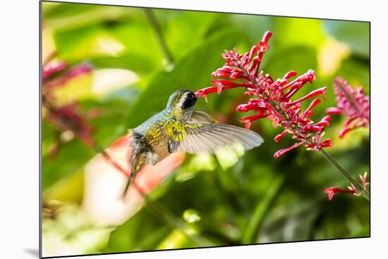 Adult Male Xantus's Hummingbird (Hylocharis Xantusii), Todos Santos, Baja California Sur-Michael Nolan-Mounted Photographic Print