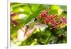 Adult Male Xantus's Hummingbird (Hylocharis Xantusii), Todos Santos, Baja California Sur-Michael Nolan-Framed Photographic Print