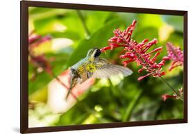 Adult Male Xantus's Hummingbird (Hylocharis Xantusii), Todos Santos, Baja California Sur-Michael Nolan-Framed Photographic Print