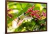 Adult Male Xantus's Hummingbird (Hylocharis Xantusii), Todos Santos, Baja California Sur-Michael Nolan-Framed Photographic Print