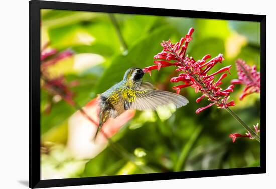 Adult Male Xantus's Hummingbird (Hylocharis Xantusii), Todos Santos, Baja California Sur-Michael Nolan-Framed Photographic Print