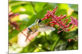 Adult Male Xantus's Hummingbird (Hylocharis Xantusii), Todos Santos, Baja California Sur-Michael Nolan-Mounted Premium Photographic Print