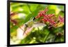 Adult Male Xantus's Hummingbird (Hylocharis Xantusii), Todos Santos, Baja California Sur-Michael Nolan-Framed Premium Photographic Print