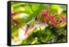 Adult Male Xantus's Hummingbird (Hylocharis Xantusii), Todos Santos, Baja California Sur-Michael Nolan-Framed Stretched Canvas