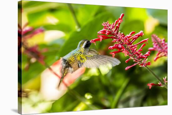 Adult Male Xantus's Hummingbird (Hylocharis Xantusii), Todos Santos, Baja California Sur-Michael Nolan-Stretched Canvas